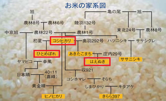 美味しいお米の家系図