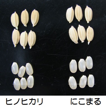 長崎　にこまるの特徴　米粒の比較